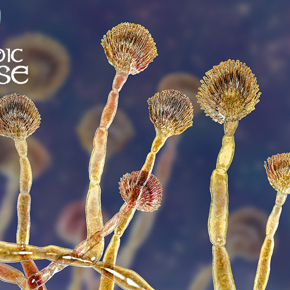 Mykotoksiner i hestefoder