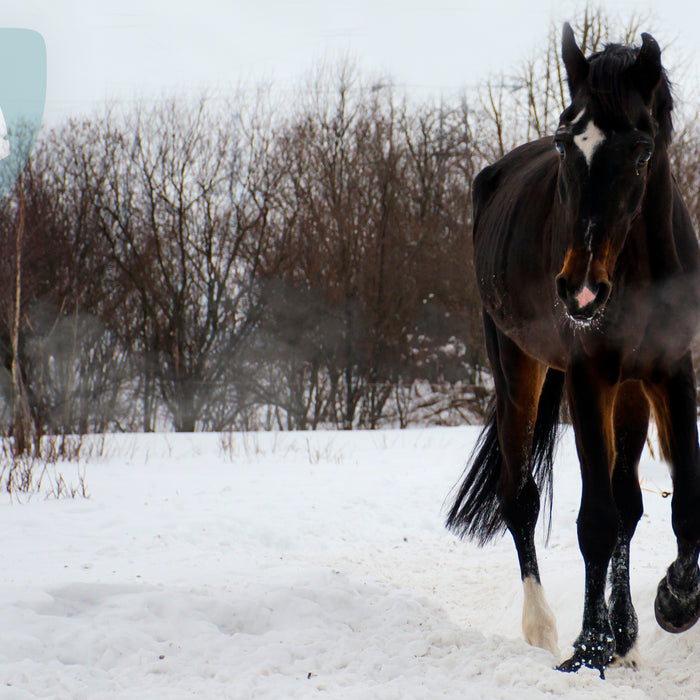 Taber din hest sig om vinteren?