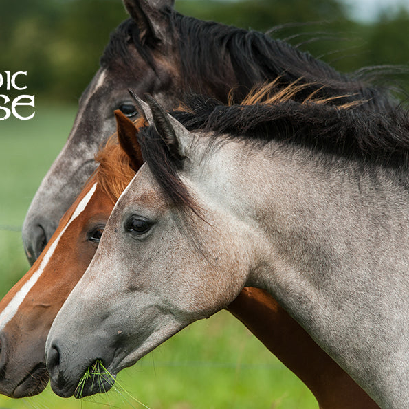 Hvilke vitaminer og mineraler skal jeg vælge til min hest ?