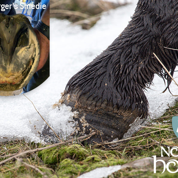 Ømme hove om vinteren