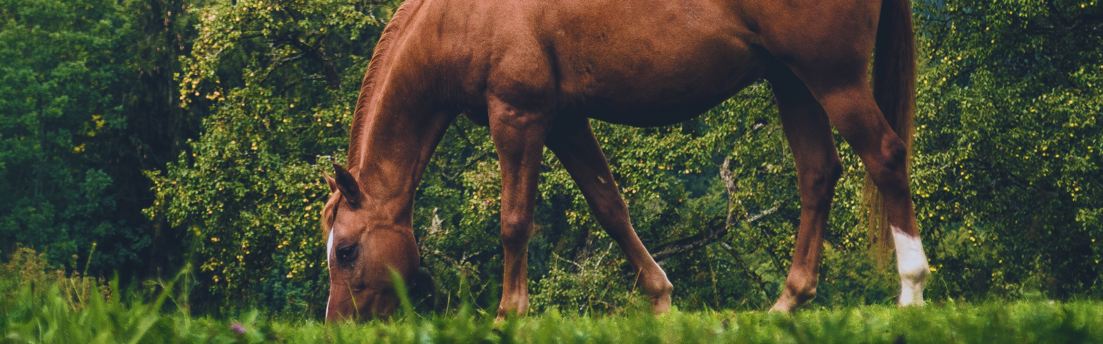 Pleje og vedligeholdelse af folden