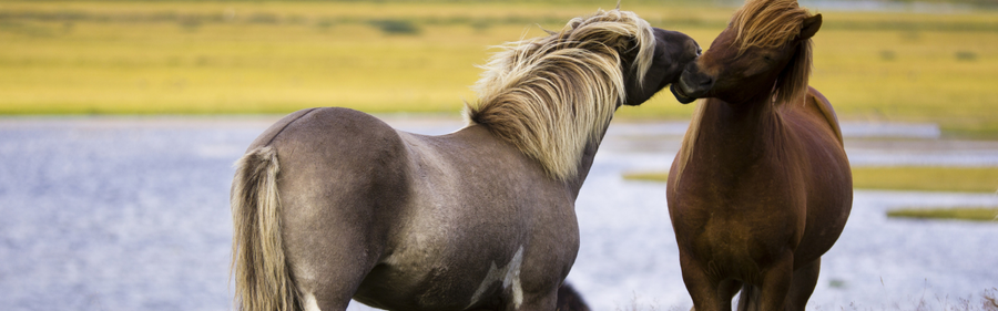 Fodring af den islandske hest