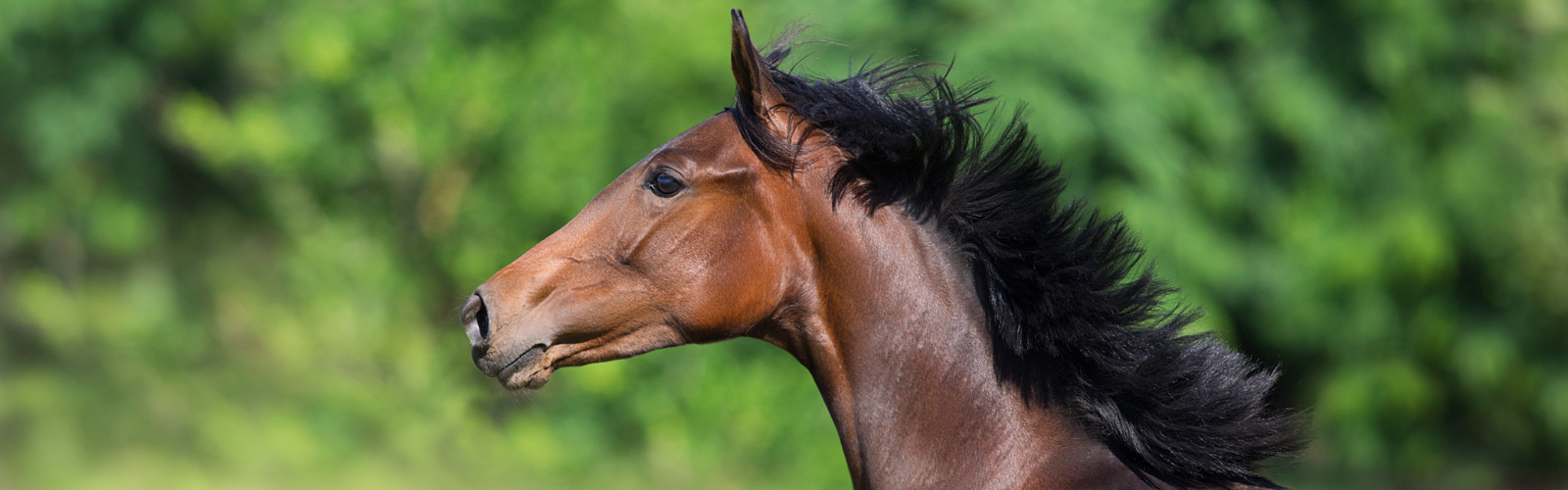 Kisel til heste - læs vores blog! — Nordichorse