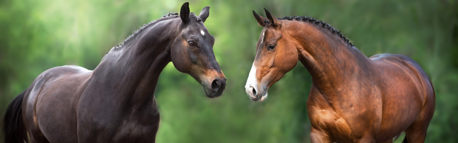 Nordic Muscle Gain Pro – boost til hestens muskulatur