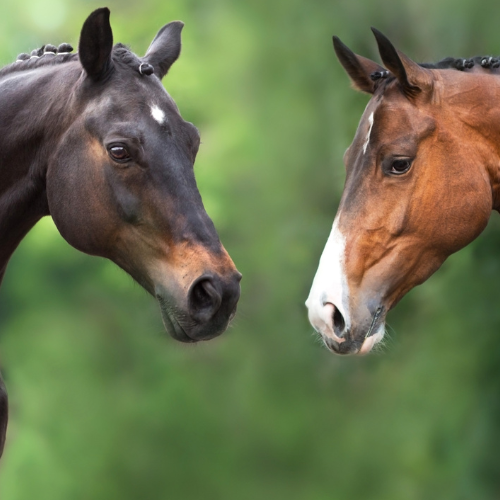 Nordic Muscle Gain Pro – boost til hestens muskulatur