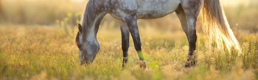 Pure Glyco Bites – til den stofskiftefølsomme hest