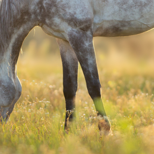 Pure Glyco Bites – til den stofskiftefølsomme hest