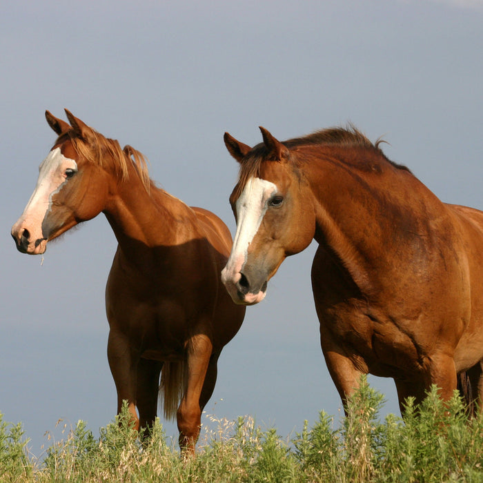 Tilskud til vægttab hos den overvægtige hest