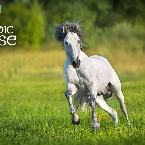 Aminosyrer til heste