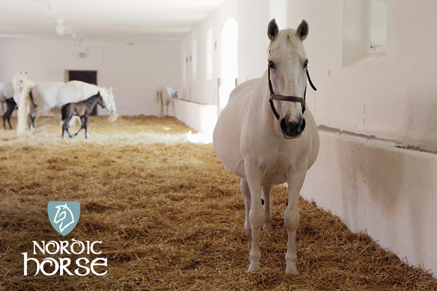 Fodring af avlshopper