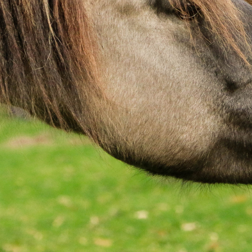 Hvilken godbid passer bedst til din hest?