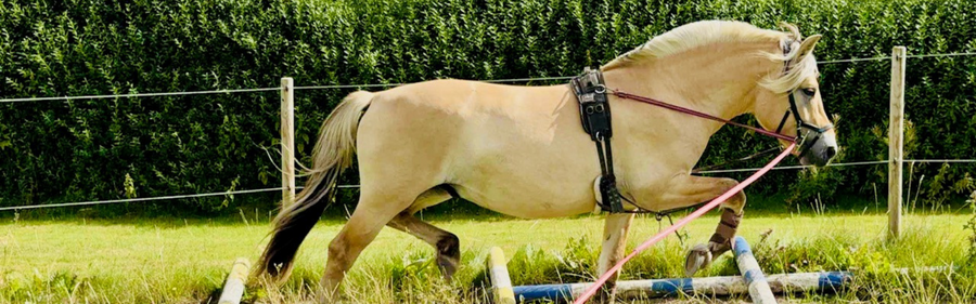 Ambassadør Maria Pejtersen: Fjordhestenes hingstekåring og championater 2025 - del 1