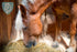 f_article.image.alt