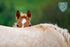 f_article.image.alt