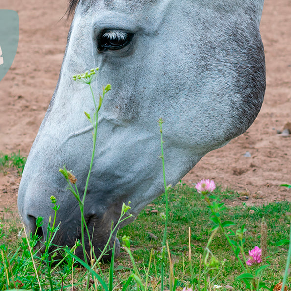Spiser din hest sand?