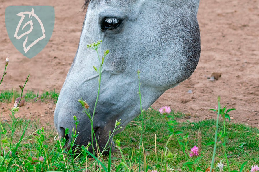 Spiser din hest sand?