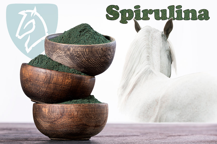 Spirulina til heste Nordic Horse