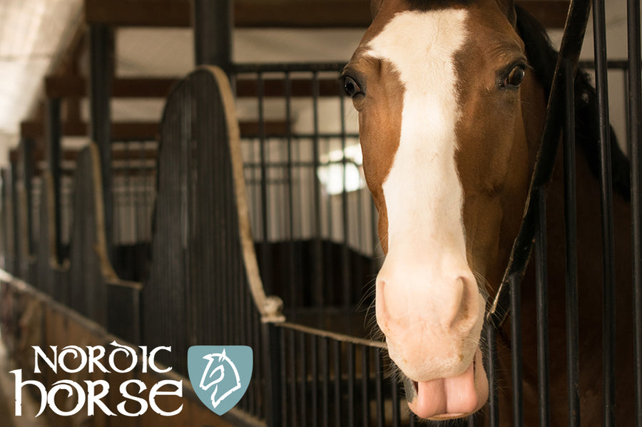 Nordic Horse til større hestehold