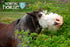 f_article.image.alt