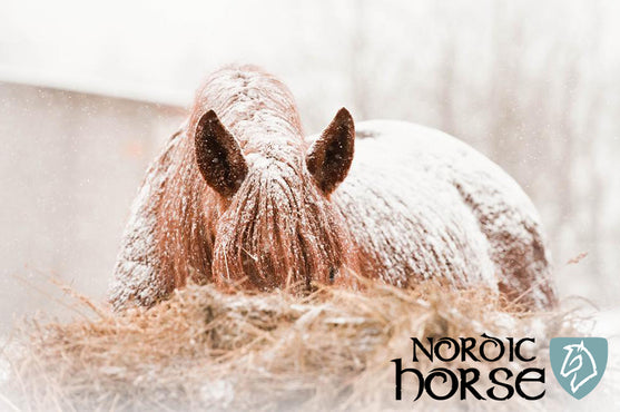 Husker du hesten i kulden ?
