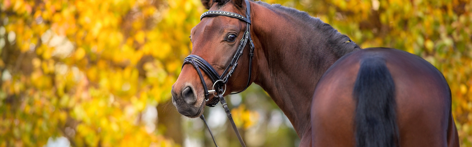 Hvordan dækker krybbefoderet hestens behov?
