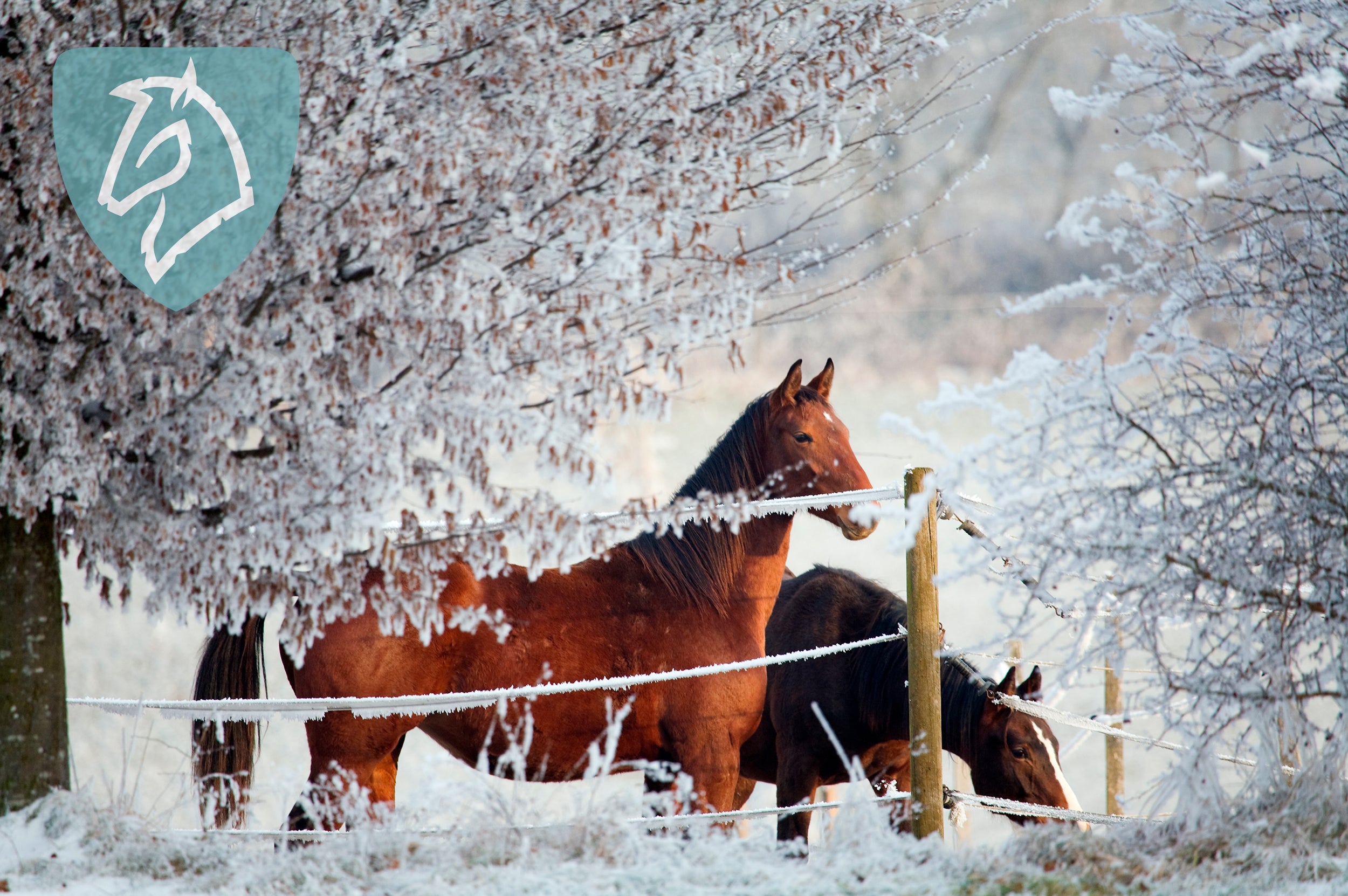 Hørfrøkager – ideelt supplement til hestens vinterfoder