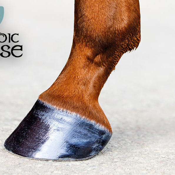 Ingen hov, ingen hest