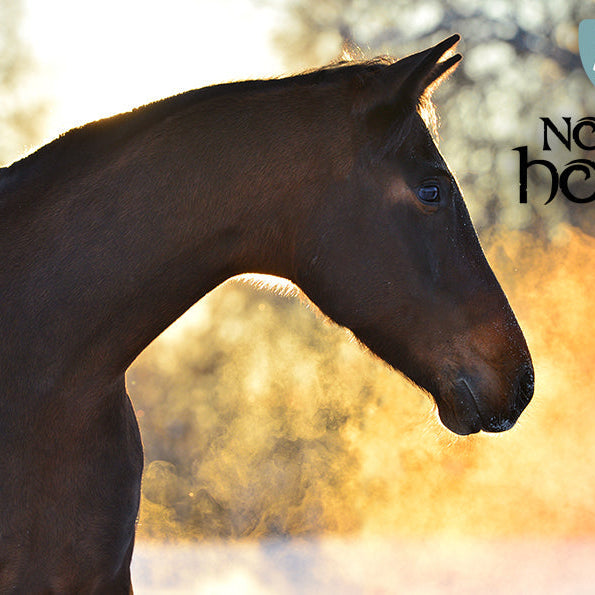 Undgå at hesten får luftvejsproblemer