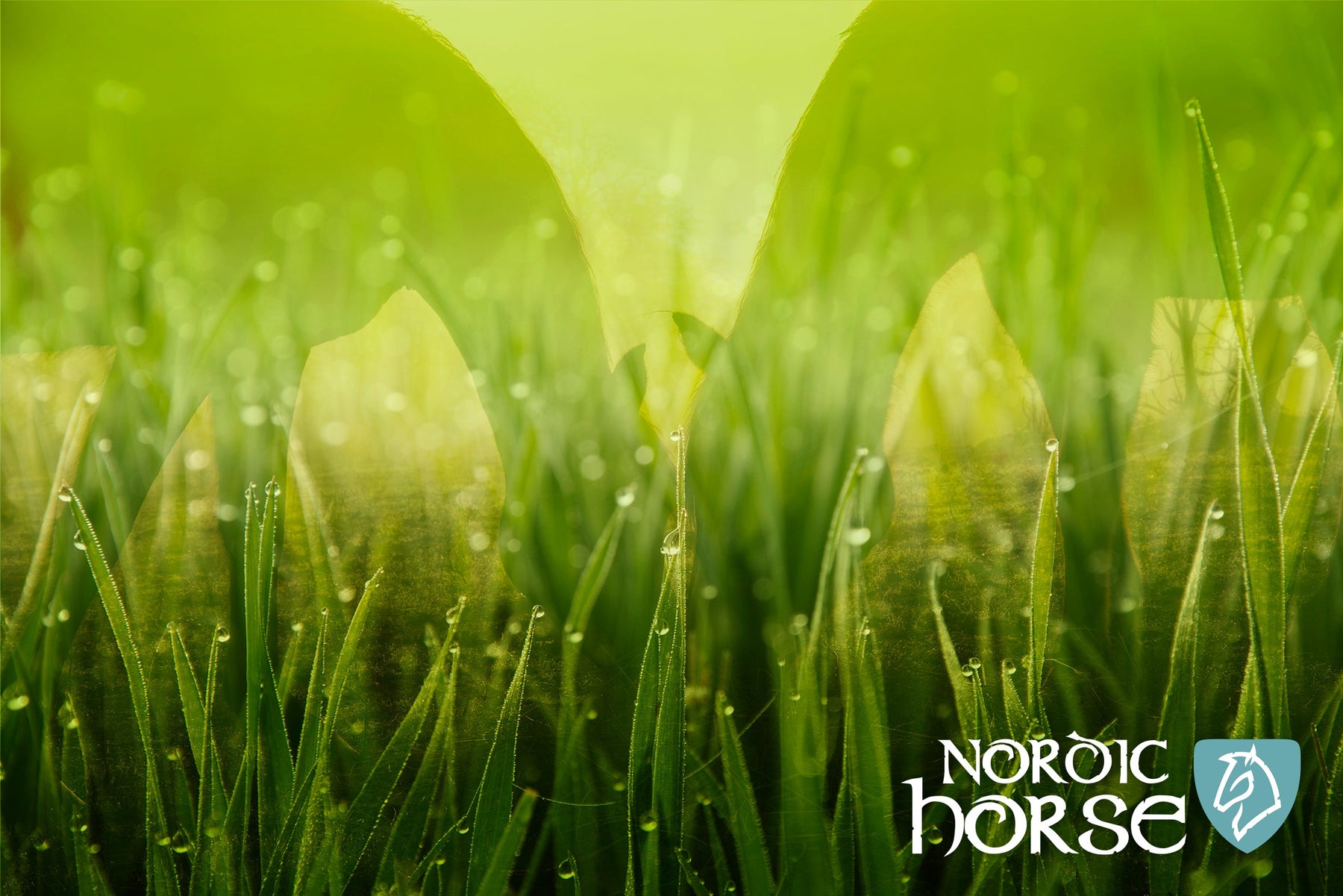 Omega-3 fedtsyrer i græs, sommer og vinter