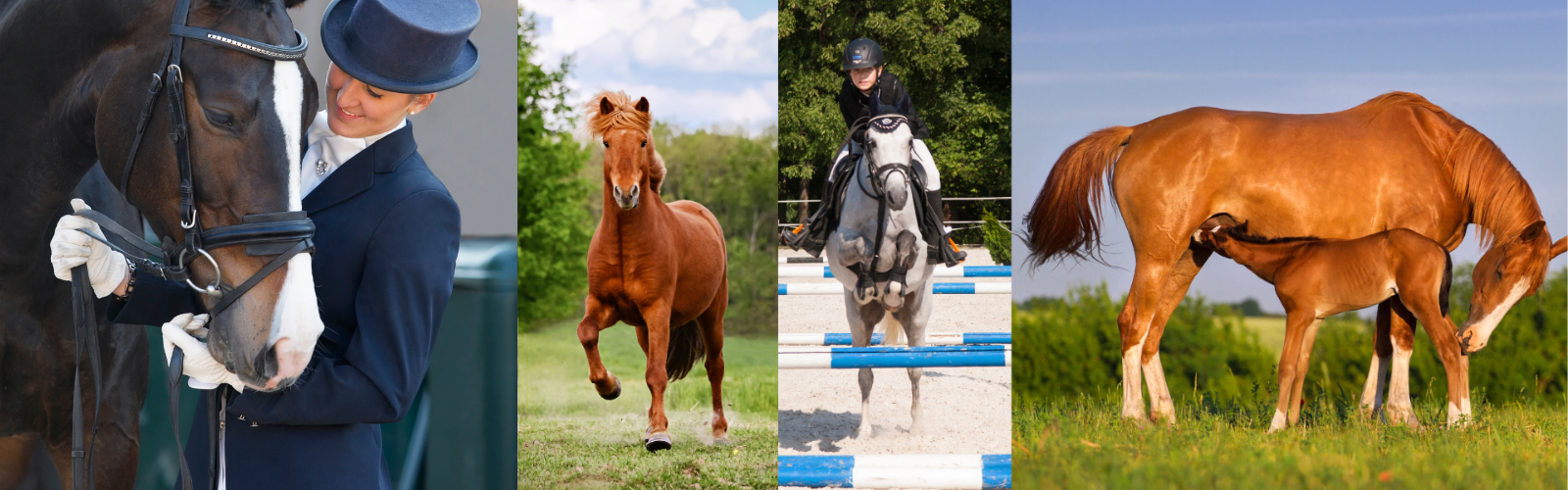 Nordic ICE Prestige – det alsidige foder