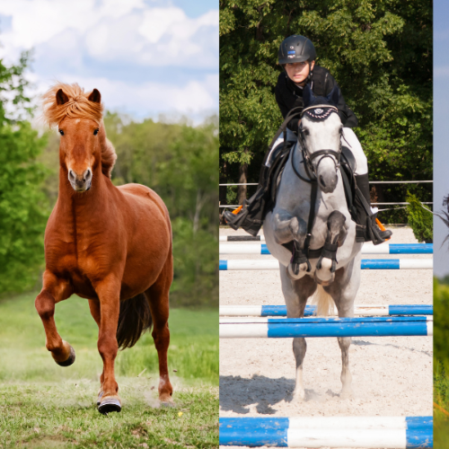 Nordic ICE Prestige – det alsidige foder