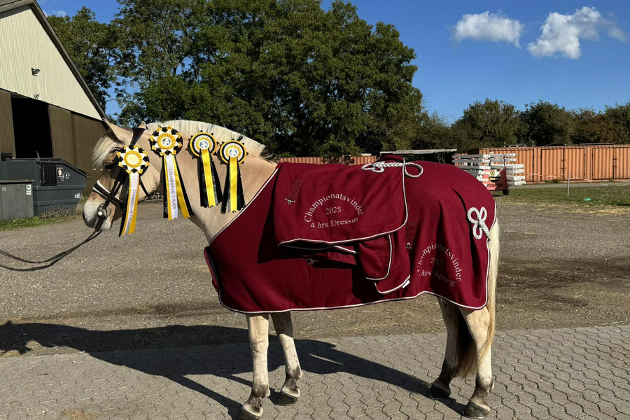 Ambassadør Maria Pejtersen: Fjordhestenes hingstekåring og championater 2025