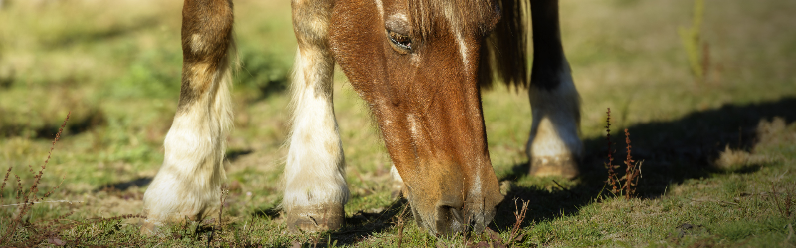 Fodring af hesten med PPID