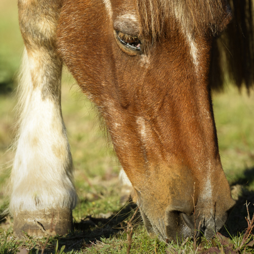 Fodring af hesten med PPID