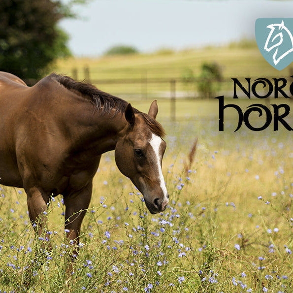 Fodring af heste på sommergræs