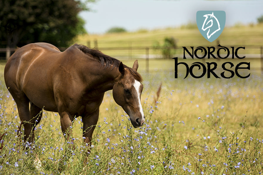 Fodring af heste på sommergræs