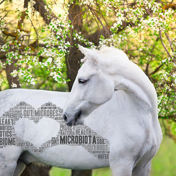 Boost af hestens tarmflora