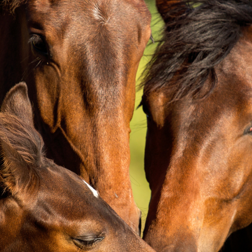 Næringsstoffernes fordøjelse og absorption
