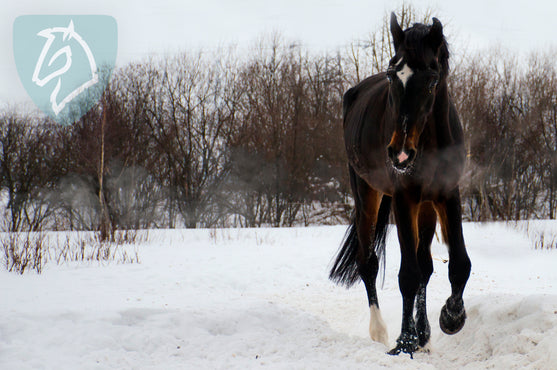 Taber din hest sig om vinteren?