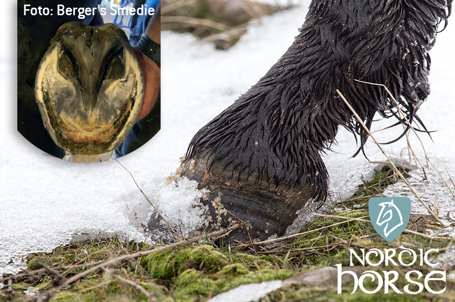 Ømme hove om vinteren