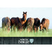 Plakat nr. 8 - Nordichorse